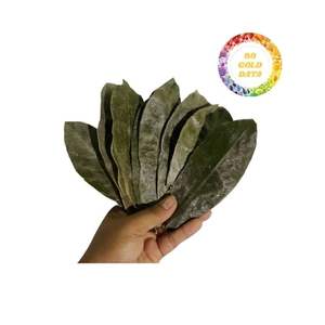 Fournisseur fiable de feuilles de graviola séchées pour l'exportation, offrant une qualité supérieure et des prix compétitifs pour les commandes en gros - Product Image 3