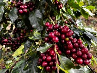 Café vietnamien Robusta en grains entiers de qualité supérieure, 1 kg, sachet refermable, goût sucré, torréfaction moyenne neutre, humidité 5%, caféine 1%