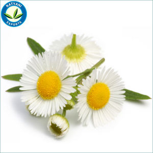 Huile essentielle de camomille allemande biologique Fourniture en gros de soins de la peau aromathérapie en vrac prix de gros marque privée de qualité thérapeutique - Product Image 6