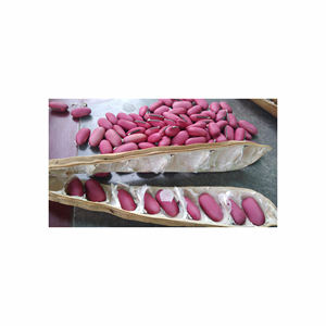 Polvo vegetal de frijoles espada de alta calidad rico en nutrientes para Agricultura Orgánica y nutrición ganadera para caballos, ganado, cerdos - Product Image 6