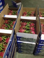 Zeer Concurrerende Prijs Pitahaya Voor Export Pitaya Fruit Nieuw Gewas Drakenfruit Hoge Kwaliteit