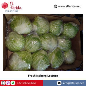 Qualité optimale Vente à chaud 100% Naturel Bonne qualité Légumes frais Laitue Iceberg d'Egypte Fabricant d'origine - Product Image 5