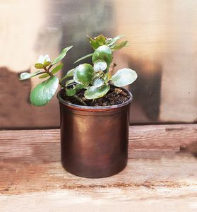 Juego de 3 Macetas de Cobre de Alta Calidad, Hechas a Mano, con Aspecto Antiguo y Acabado Cepillado para Jardín (14.5-10-7 cm) - Product Image 3
