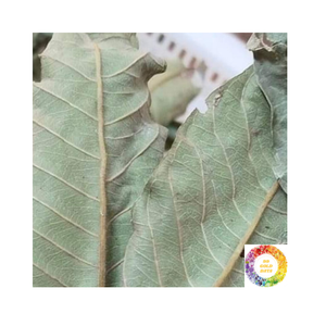 Wholesale Natural <b>Guava</b> Leaf Tea Bulk Custom Packing High Quality Dried <b>Guava</b> Leaf Blend For Hot Tea Or Cool <b>Drink</b> Recipes - Product Image 2