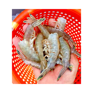 Vente de crevettes blanches entières surgelées sans tête Origine Canada 100% Original - Product Image 6