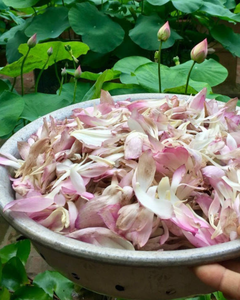 ดอกบัวแห้งธรรมชาติสำหรับใช้ในสมุนไพร - Product Image 6