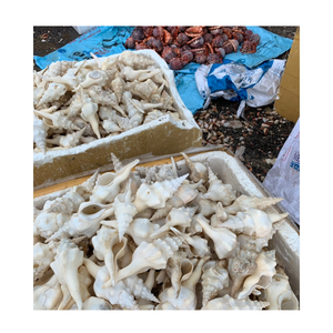 Concha de concha Premium, concha de mar natural genuina para la fabricación de joyas, diseño de interiores y proyectos de arte hechos a mano - Product Image 6