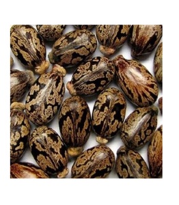 Noyau de ricin brut d'épices simples de couleur brune en gros de qualité supérieure/graines de ricin à des fins de fabrication d'huile - Product Image 2