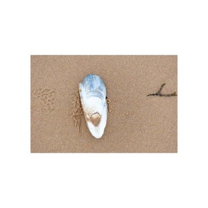 Os de seiche congelés pour les taux d'entretien du bec offerts - Product Image 4