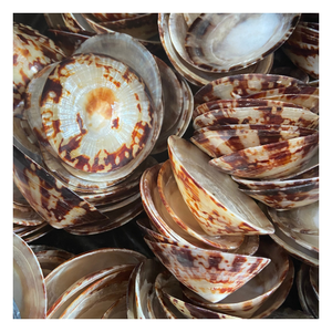 Coquille de limpet solide de forme naturelle pour la décoration artisanale et les projets de design créatif, adaptée aux commandes en gros - Product Image 1