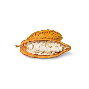 Fèves de cacao de haute qualité, meilleure qualité, vente en gros, origine américaine, durée de conservation de 2 ans, prix avantageux - Product Image 6