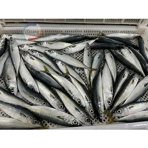 frozen pacific mackerel scomber scombrus 10kg pacific mackerel fish price 6-8 8-10pcs /kg sea frozen pacific mackerel