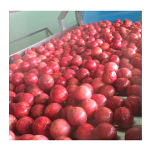 Exporter des fruits de la passion congelés de qualité | Traitement IQF | Approvisionnement en gros du Vietnam Prêt à faire du jus et de la crème glacée - Product Image 6