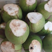 Noix de coco entière jeune thaïlandaise Khey Taladthai, fraîche, avec pulpe sucrée hydratante pour smoothies et usage culinaire, qualité A, 1,2 kg, 18 cm, boîte