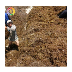 Poudre d'algues comestibles Sargassum et poudre d'algues vertes pour engrais, commandes en gros d'algues vertes, engrais d'algues Sargassum - Product Image 6