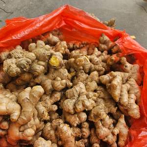 ขิงสดพรีเมี่ยมรวมกับแหล่งขิงและผงที่สมบูรณ์แบบสำหรับชาและการเยียวยา - Product Image 6