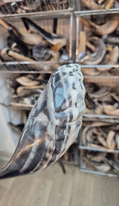 Tamaño personalizado Kosher Shofar pulido Israel Kudu cuerno ecológico Natural oveja cuerno artesanía RAM cuerno Shofar para la venta - Product Image 3