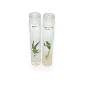 Tubos de cultivo estériles con tapa transpirable de borosilicato Ideal para contenedores de cultivo de tejidos - Product Image 2