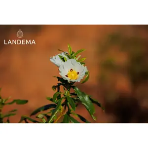 แลบดานัม - Product Image 4