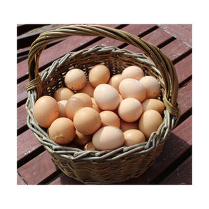 Œufs de table frais de ferme de qualité supérieure, brun et blanc |   Vente en gros et exportation |   Meilleure qualité et prix - Product Image 4