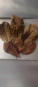 Haute qualité 100% séché Terminalia Catappa indien feuilles d'amande saine Bettas nourriture pour poisson pour accessoires d'aquarium - Product Image 5