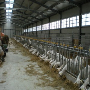 Cobertizo de vaca de estructura de acero, construcción de granja de vaca y ganado, bajo coste, gran oferta, <span class=keywords><strong>2022</strong></span> - Product Image 3