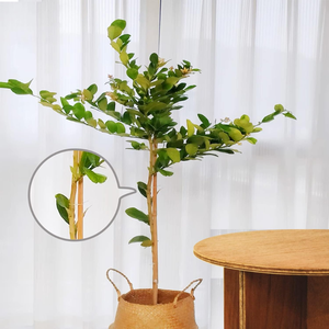 เสาไม้ไผ่สําหรับพืช 3 ฟุต 50 แพ็คเสาพืชเป็นมิตรกับสิ่งแวดล้อม, เสาไม้ไผ่สําหรับถั่วกระถางพืช, รองรับพืชไม้ไผ่ - Product Image 5