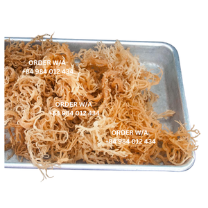 Premium Quality <b>Golden</b> Irish <b>Sea</b> <b>Moss</b> 100% Wildcrafted From Vietnam - Product Image 6
