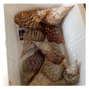 Conchas Marinas y Caracoles Crudos - Materiales Ecológicos de la Costa de Vietnam por 99 Gola Data Viet Nam - Product Image 1