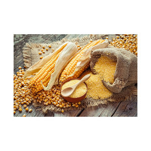 Almidón de maíz y harina de maíz para la obtención de grandes volúmenes con precios comerciales competitivos - Product Image 4