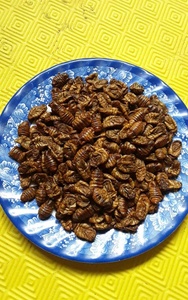 DISTRIBUCIÓN AL POR MAYOR PUPAE SILKWORM ALTA NUTRICIÓN - Product Image 2