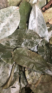 BEST SELLER HAUTE QUALITÉ THÉ DE FEUILLES DE COROSSOL SÉCHÉES FEUILLE DE COROSSOL DÉTOX DU VIETNAM LOTUS BLEU - Product Image 6