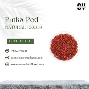 Fleur séchée Putka Pod de qualité supérieure, écologique, durable, pour décoration de bureau, mariage, remise de diplôme, Halloween, DIY - Product Image 2