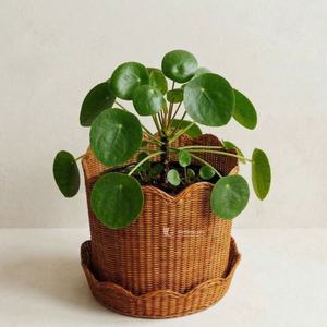 Juego de 2 Cestas de Ratán Artesanales con Borde Ondulado, Cubierta Decorativa Redonda para Macetas, Decoración Sostenible para el Hogar Estilo Boho Chic - Product Image 5