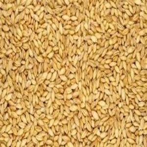 Meilleures ventes : Graines de malt d'orge séchées pour alimentation animale, durée de conservation de 12 mois, taux de bris de 0,5% - Product Image 1