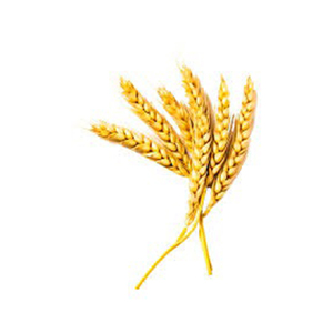 Grain de blé de qualité supérieure Vente en gros Fabricant de haute qualité Nouveau meilleur matériel Avec des tarifs bon marché - Product Image 2