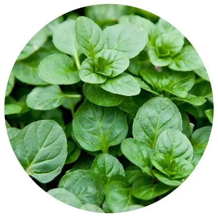 Hersteller von Bergamotte-Minzöl zum Großhandels preis Natürliches ätherisches Bergamotte-Mentha-Citrata-Öl aus Indien