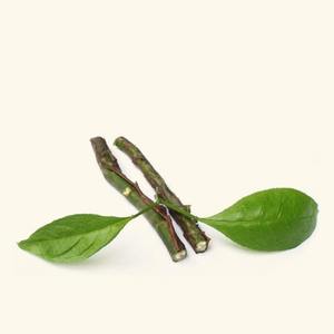 Huile essentielle pure Amyris à 100 %, qualité thérapeutique et cosmétique, huile hydratante pour le corps au parfum de cèdre et de bois, pour usage cutané - Product Image 1
