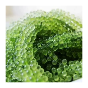Uva de mar Premium al por mayor-Uva de mar fresca y deshidratada de Vietnam Exportación a granel lista con envío rápido - Product Image 1