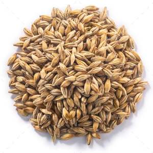 Graines d'orge de qualité supérieure |   Rendement élevé et résistant aux maladies |   Approvisionnement en gros pour l'agriculture - Product Image 1