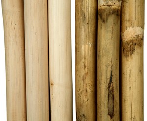 เสาหวายติดผนังเสาหวายสดทั้งเสาหวายในเวียดนาม - Product Image 4