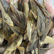 เปลือกหอย murex operculum - Product Image 6