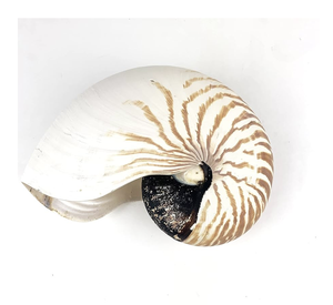 Concha de Nautilus con Cámara de Tigre Lista para Proyectos de Manualidades, Marcas de Arte Costero y Cumplimiento de Pedidos de Exportación de Regalos - Product Image 1