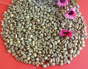 เมล็ดกาแฟโรบัสต้าสีเขียวคุณภาพดีที่สุดจากเวียดนาม ผลผลิตใหม่ ขายดี ราคาสมเหตุสมผล พร้อมส่งออก คุณนายแซม วอ 84 971827680 - Product Image 2