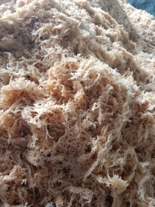 เวียดนาม cottonii สาหร่ายทะเลนิมบัสตัดยอดที่เหลือดวงอาทิตย์แห้งมหาสมุทรการทำอาหารสดใช้จำนวนมากส่งออกโดยตรงคุณภาพการค้าระดับโลกในทะเล - Product Image 5