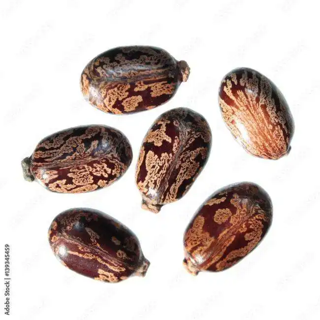 Top Quality Jatropha seeds for sale