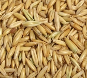 Avena de Primera Calidad, Granos de Avena Frescos al por Mayor, Hojuelas Grandes, Avena Descascarillada Seca de Alta Calidad, Sin Gluten, Crujiente - Product Image 5