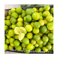 Citron frais sans pépins du Vietnam / Citron vert frais de 6 cm de diamètre, citron vert sans pépins du Vietnam pour l'exportation