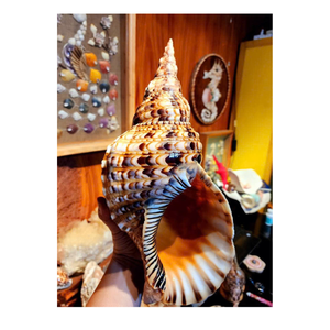 Coquillages de mer en trompette en spirale naturelle du Vietnam pour les fans d'aquarium, les décorateurs de mariage, les concepteurs côtiers et les boutiques de cadeaux - Product Image 4