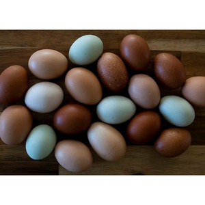 ไข่ไก่สดสีน้ำตาลและสีขาวสำหรับใช้ในฟาร์มไข่ไก่ออร์แกนิก - Product Image 4